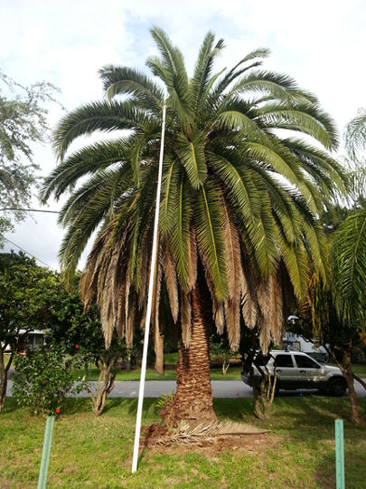 Wholesale Canary Island Date Palm / Phoenix Sylvestris Trees For Sale 